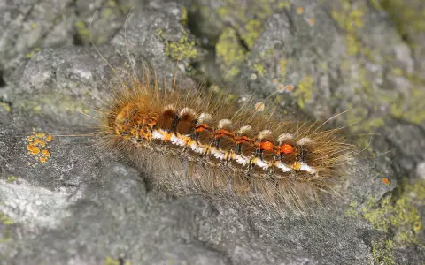 Un verme peloso marrone, con striature bianche e arancioni, si muove su una roccia coperta di licheni.