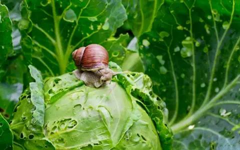 Lumaca su cavolo, un problema per chi cerca come uccidere le lumache senza guscio.