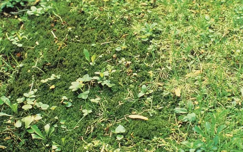 Tappeto di muschio verde con piccole piante infestanti e fili d'erba che spuntano.