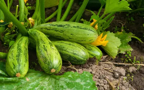 Zucchine striate pronte per la raccolta, un segno che la semina è andata a buon fine.