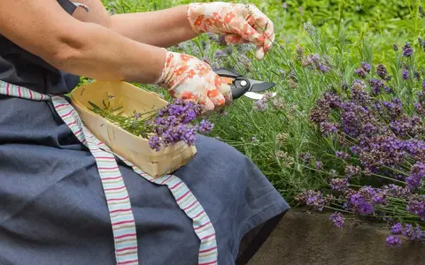 Mani guantate effettuano la potatura della lavanda, raccogliendo i fiori profumati in un cestino di legno.