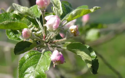 Boccioli rosa e foglie verdi su un ramo de il melo, promettono frutti succosi.