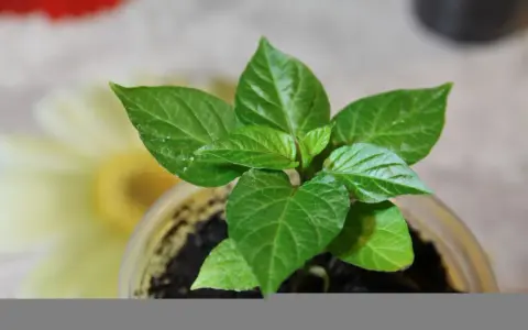 Pianta di peperoncino in vaso, con foglie verdi brillanti. Quanta acqua serve per farla crescere sana?