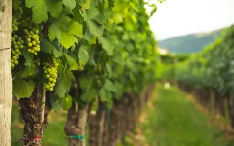 Filari di viti verdi cariche d'uva, un vigneto dove si coltiva la vite con cura.