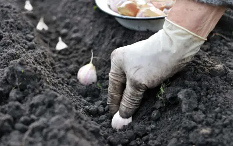 Mano guantata che pianta spicchi d'aglio nel terreno fertile. Segui questi semplici passaggi per imparare come piantare l'aglio e ottenere un raccolto abbondante.