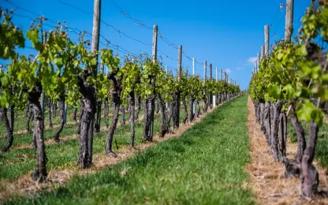 Filari di viti con tralci verdi e tronchi nodosi, pronti per l'innesto vite, sotto un cielo azzurro.