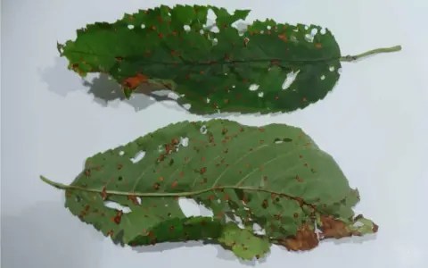 Foglie di ciliegio con macchie e fori, segni di corineo ciliegio.
