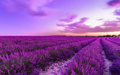Un campo di lavanda viola intenso sotto un cielo crepuscolare rosa e viola. Un momento magico quando si raccoglie la lavanda, profumo nell'aria.