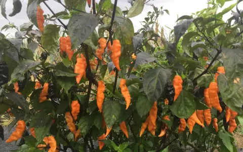 Piante cariche di peperoncini piccanti arancioni e neri, pronti per essere raccolti.