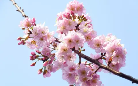 Un ramo di ciliegio in fiore, con petali rosa delicati e boccioli, pronto per un innesto primaverile.