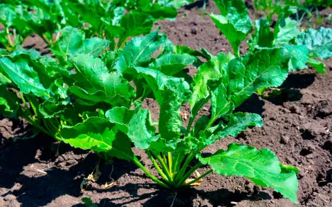 Cime di rapa verdi e rigogliose in campo, promettendo una ricca stagione di raccolto.