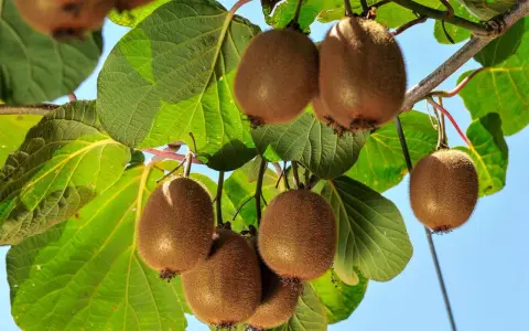 Kiwi maturi pendono dai rami, pronti per la potatura. Foglie verdi e cielo azzurro fanno da sfondo a questi frutti pelosi.