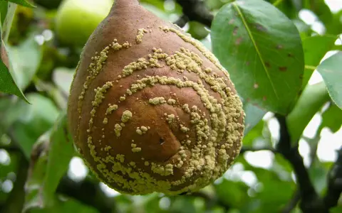 Pera colpita da monilia, con macchie giallastre. Si cerca un monilia trattamento biologico per salvare il raccolto.