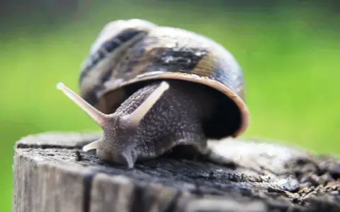 Una lumaca di terra, tra tutti i tipi di lumache, si affaccia da un tronco.