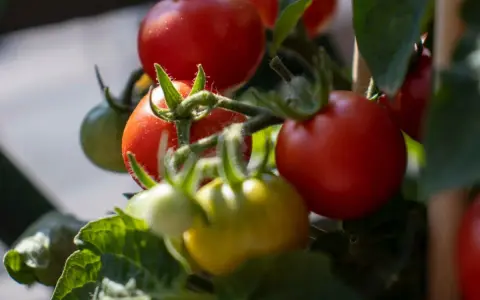 Pomodori maturi e acerbi, un tripudio di ortaggi estivi che promettono sapori succosi.