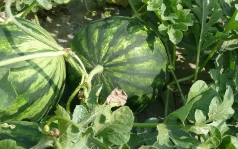 Angurie verdi a strisce scure, pronte per essere raccolte. Chissà a quanti mesi sono?