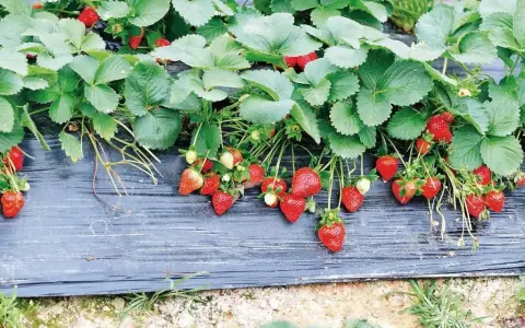 Fragole mature e verdi pendono da piante rigogliose su telo nero, un metodo efficace per come piantare le fragole con il telo.