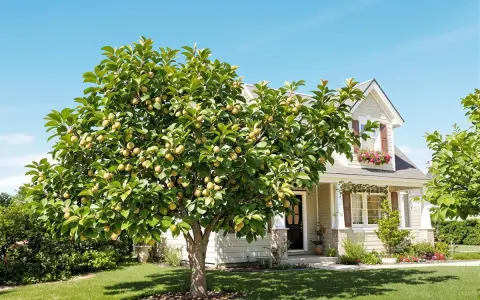 Un rigoglioso albero di fico carico di frutti maturi si erge nel giardino di una casa accogliente, sotto un cielo azzurro e limpido.