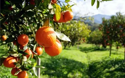 Aranci maturi pendono dai rami in un agrumeto, pronti per la raccolta. La potatura arancio è essenziale per la salute degli alberi.