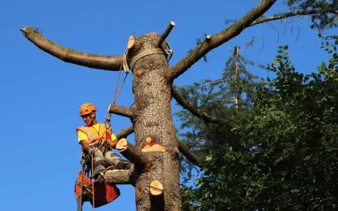 Un arboricoltore esperto è impegnato a potare alberi alti, assicurando la sicurezza e la salute della vegetazione.