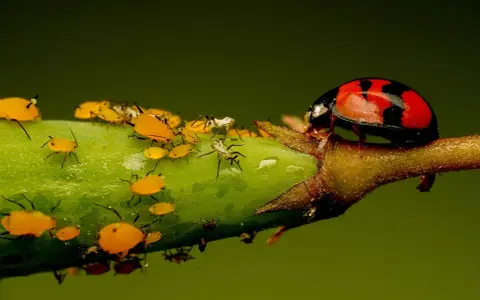 Coccinella rossa su un ramo verde, circondata da vari tipi di afidi gialli e neri.