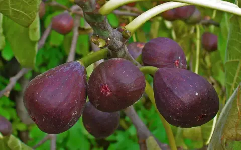 Fichi viola maturi pendono da una pianta di fico in vaso, pronti per essere raccolti.