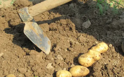 Zappa e patate appena raccolte dal terreno. Un momento di lavoro e soddisfazione quando si raccolgono le patate.