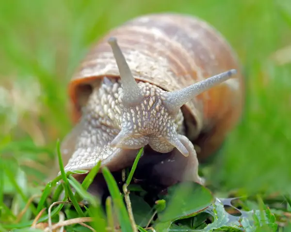 Una lumaca si nutre di erba fresca. Ecco cosa mangiano le lumache, un pasto semplice ma nutriente nel loro habitat naturale.