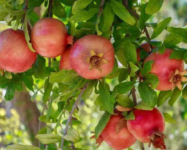 Melograni maturi pendono dai rami verdi, pronti per la raccolta dopo la potatura.