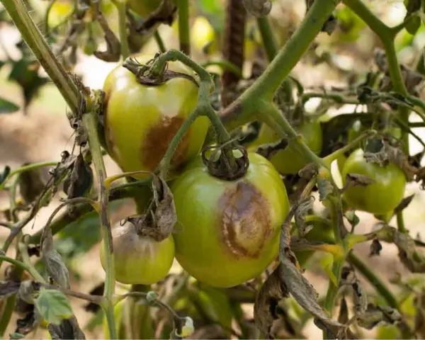 Pomodori verdi con macchie marroni e foglie secche, indicative di malattie del pomodoro.