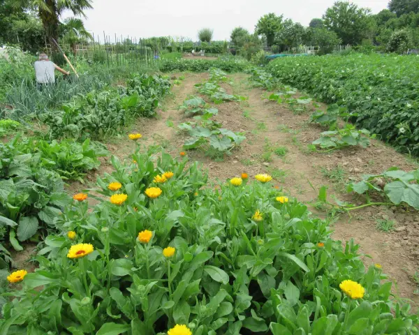 Fioritura di calendula in un orto. I semi di calendula si piantano in primavera, quando il terreno è caldo.