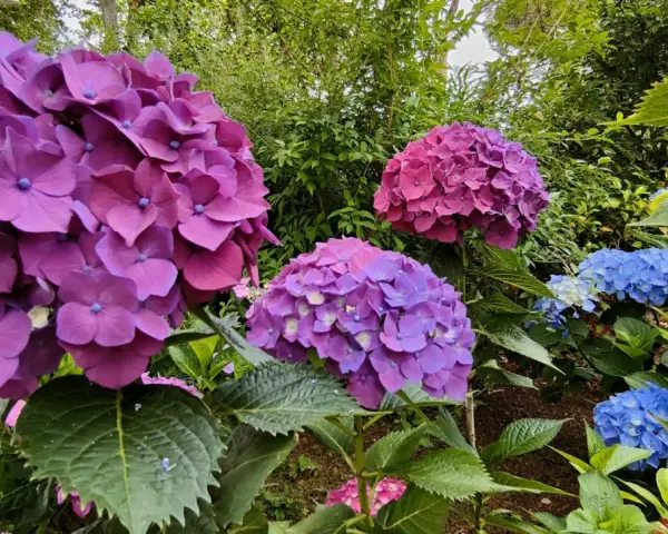 Ortensie viola e blu in fiore. Per una fioritura rigogliosa, scopri come potare le ortensie.