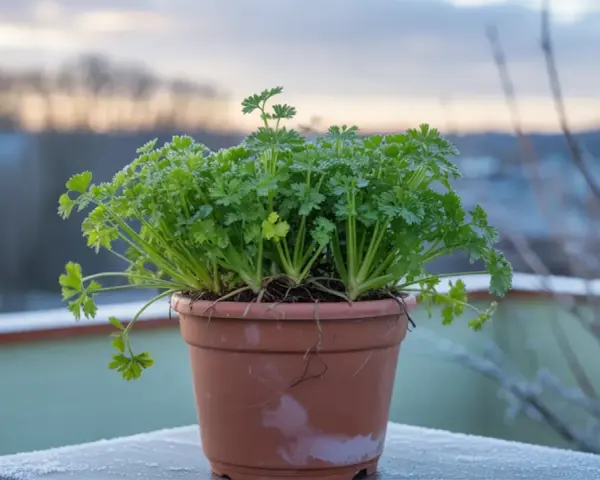 Un vaso di prezzemolo rigoglioso sul balcone, con la brina che decora il davanzale. La semina prezzemolo è un successo anche con il freddo.