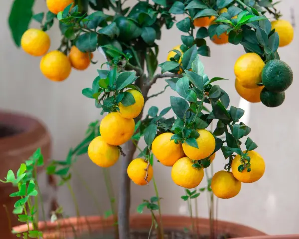 Un nespolo in vaso carico di frutti gialli e verdi, con foglie lucide. Un piccolo albero da frutto che porta allegria.