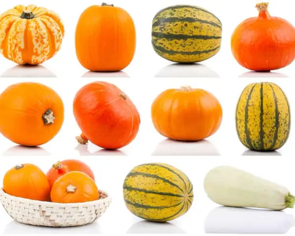 Una collezione di zucche di varie forme e colori, tra cui una zucca lunga arancione.