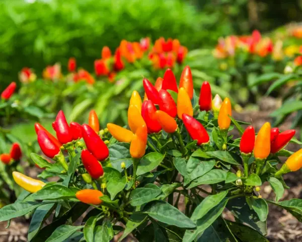 Piante di peperoncino in vaso, cariche di frutti rossi e arancioni, pronte per la raccolta.