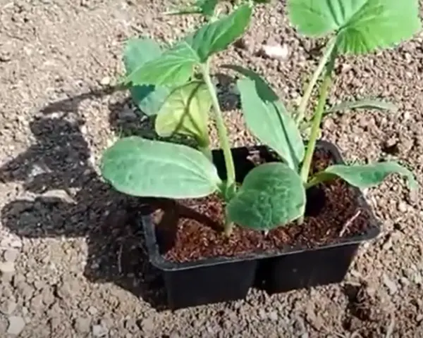 Piantine di melanzane in vasetto, pronte per il trapianto. Il periodo melanzane è iniziato, con queste giovani piantine che promettono un raccolto abbondante.