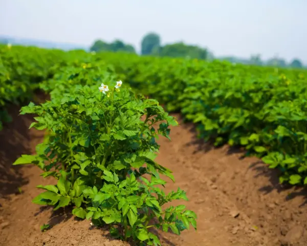Un campo di patate in crescita, con file ordinate di piante verdi e qualche fiore bianco. È il momento ideale per la semina delle patate, promettendo un raccolto abbondante.