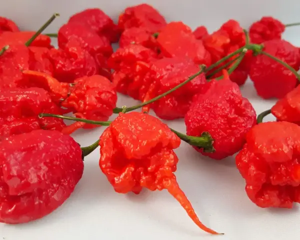 Un gruppo di peperoncini rossi, rugosi e appuntiti, tra cui spicca il peperoncino più piccante al mondo.