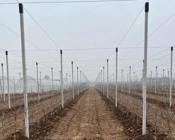 Filare di giovani alberi di mele in un frutteto con pali e fili per il supporto.