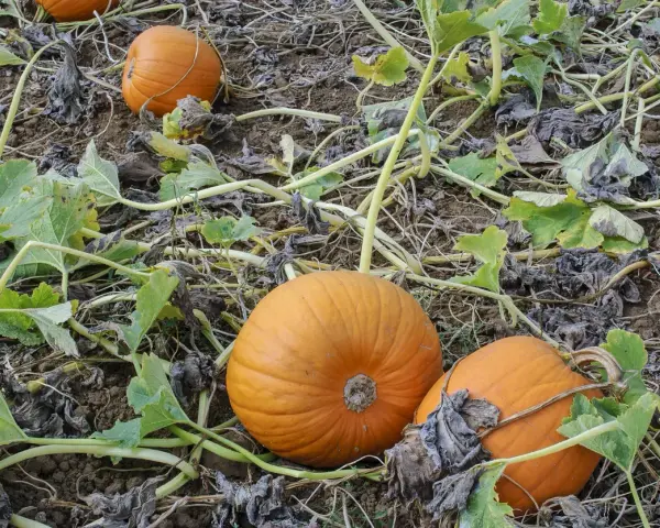 Zucca coltivazione: arance zucche mature giacciono sul terreno tra le foglie verdi e secche, pronte per il raccolto.