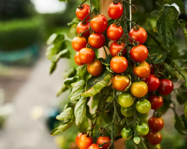 Grappoli di pomodorini ciliegino maturi e verdi pendono da un ramo, un vero spettacolo della stagione pomodori.