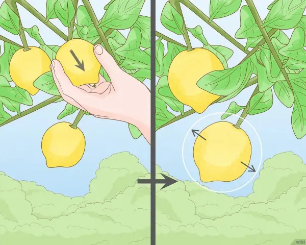 Immagine mostra come potare il limone: una mano indica la direzione di taglio su un frutto, poi un cerchio evidenzia il punto dove tagliare.