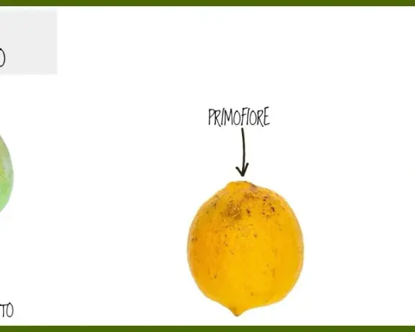 Tre limoni: Bianchetto, Primofiore e Verdello, che rappresentano le fioriture del limone maschio e femmina.