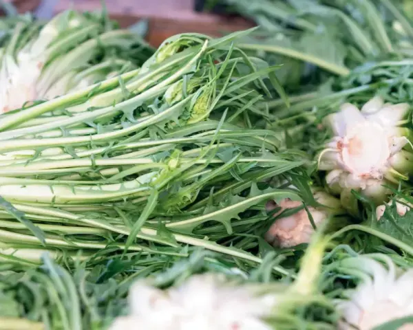 Un mucchio di puntarelle fresche, pronte per essere gustate. La puntarelle stagione è un'esplosione di sapore e croccantezza.