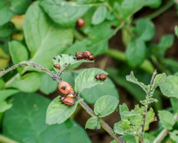 Larve e adulti di dorifora su foglie di patata, segnale di possibili malattie patate.