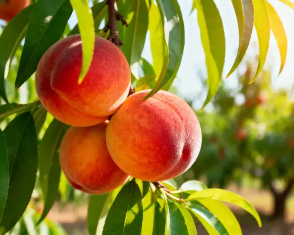 Tre pesche mature e succose pendono da un ramo, pronte per essere raccolte. Il sole illumina le foglie verdi e i frutti, creando un'atmosfera calda e invitante. Questo **pesco in vaso** promette un raccolto delizioso.