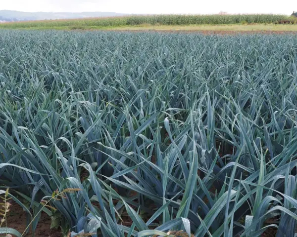 Campo rigoglioso di porri, pronti per la raccolta. La stagione dei porri è un momento di abbondanza per questo ortaggio versatile.