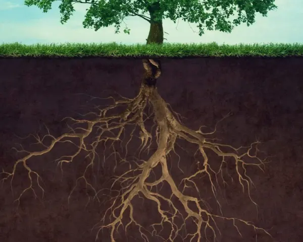 Radici di alberi che si estendono in profondità nel terreno, mostrando la forza nascosta della natura.