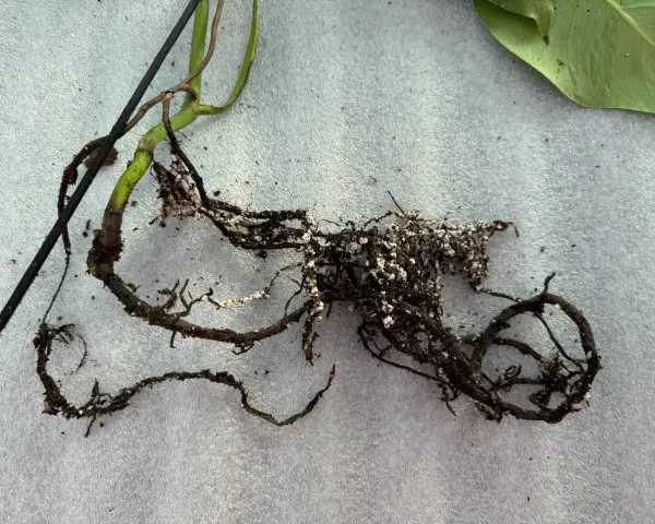 Radici di una pianta con residui di terra e piccole sfere bianche, forse indicative di armillaria mellea.